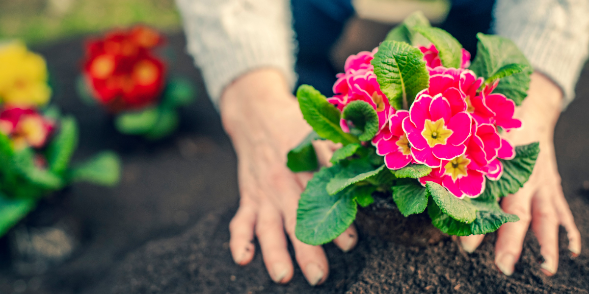 Our top 10 gardening tips for April