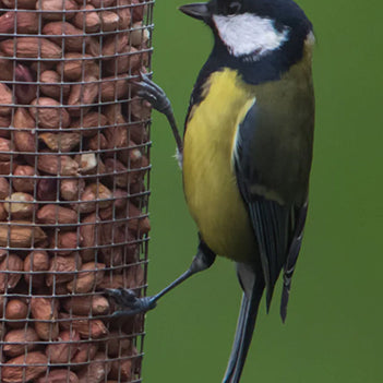 How to attract birds to your garden and encourage them to stay