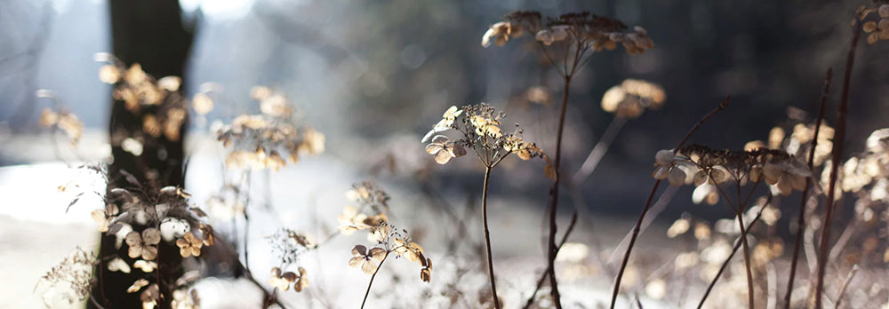 Our top 10 gardening tips for December