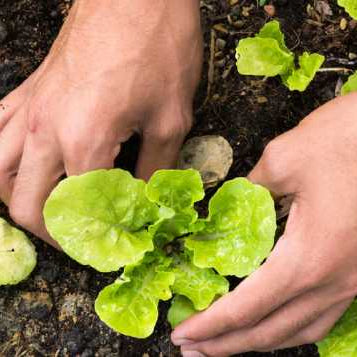 Grow your own: The beginner's guide to growing your own vegetables