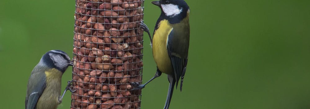 How to attract birds to your garden and encourage them to stay - Home & Garden Extras