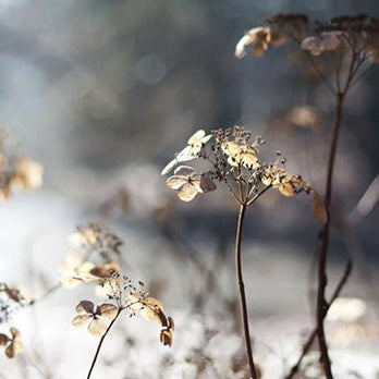 Our top 10 gardening tips for December - Home & Garden Extras