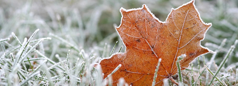 Our top 10 gardening tips for February - Home & Garden Extras