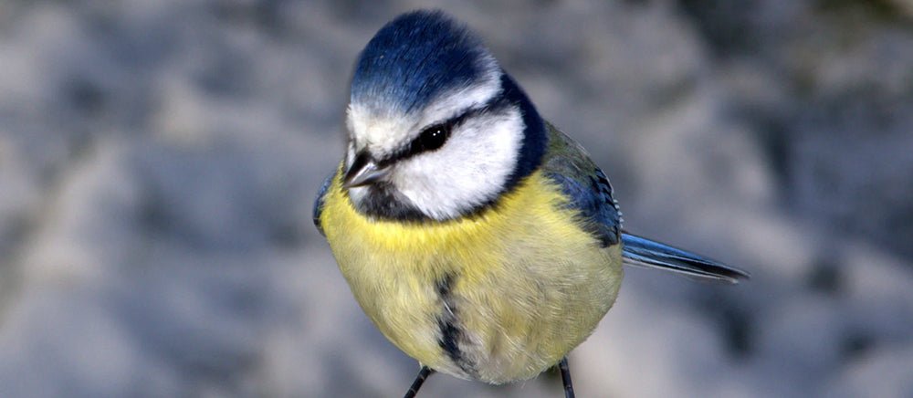 Our top 10 gardening tips for January - Home & Garden Extras