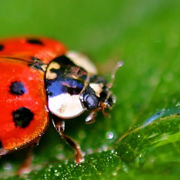 The beginner's guide to bug hotels and insect houses - Home & Garden Extras