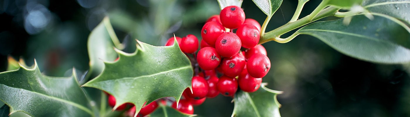 Boxing Day Sale - Home & Garden Extras
