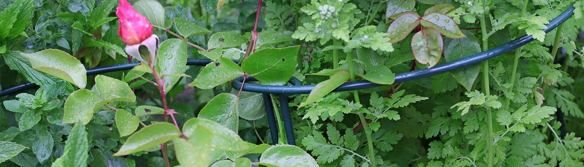Plant Support Bows, Hoops, Props & Twists - Home & Garden Extras