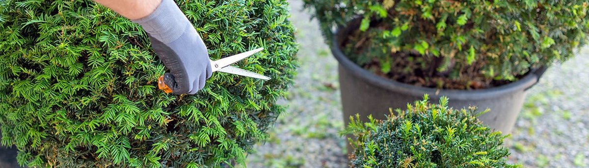 Pot Topiary - Home & Garden Extras