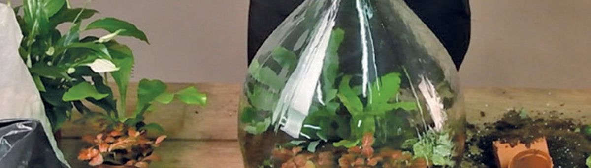 Terrariums - Home & Garden Extras