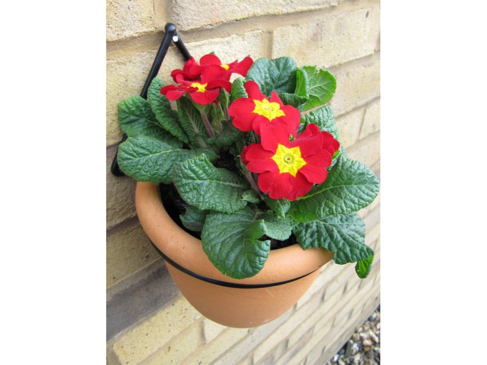 Wall Pot Rings - Sold in pairs_Wall Mounted Planters