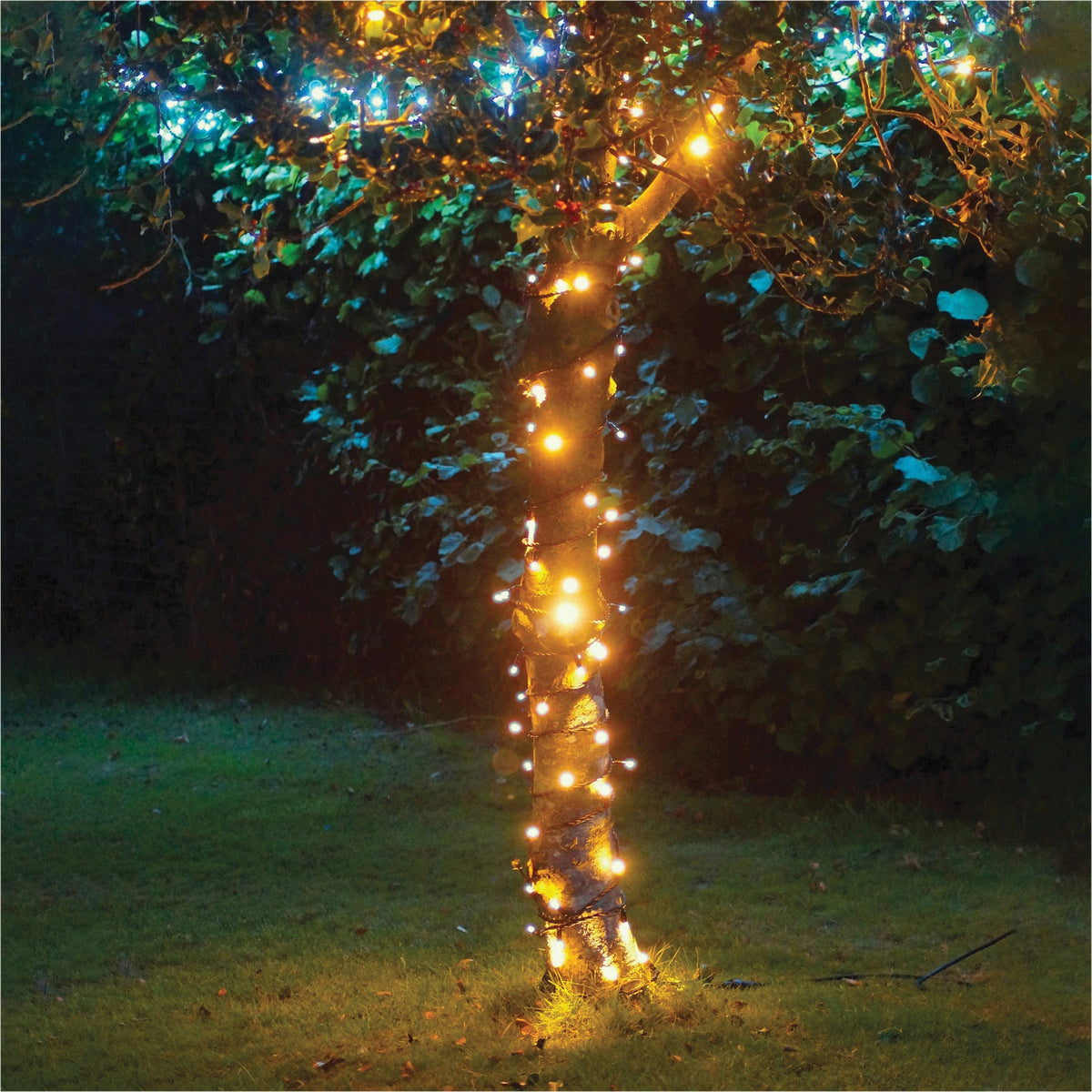 Eagle Connect LED String Lights With Black Rubber Cable_String Lights