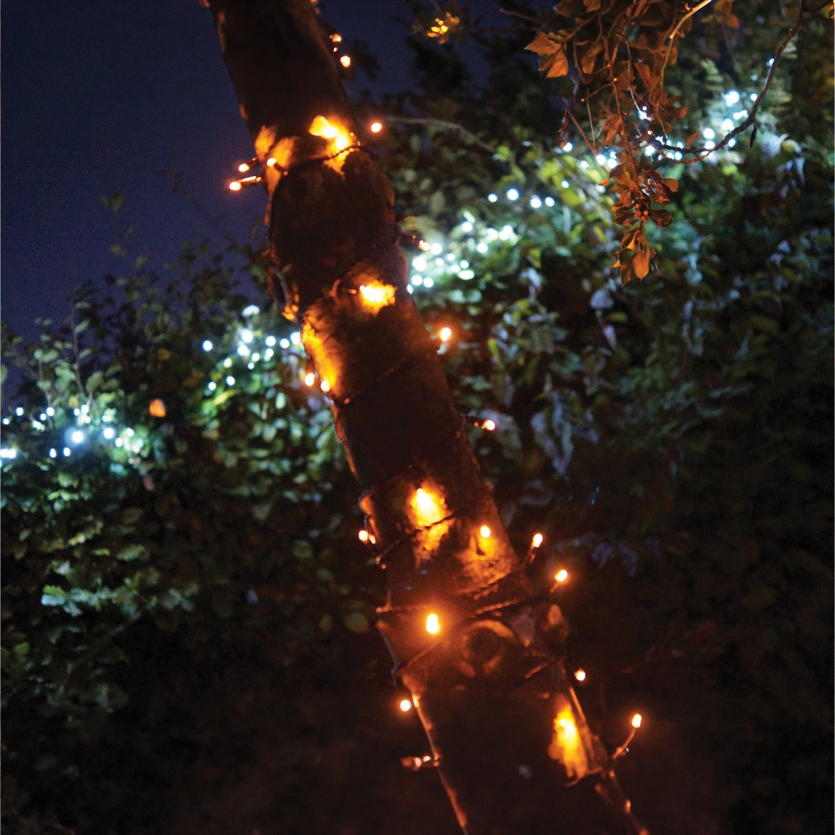Eagle Connect LED String Lights With Black Rubber Cable_String Lights
