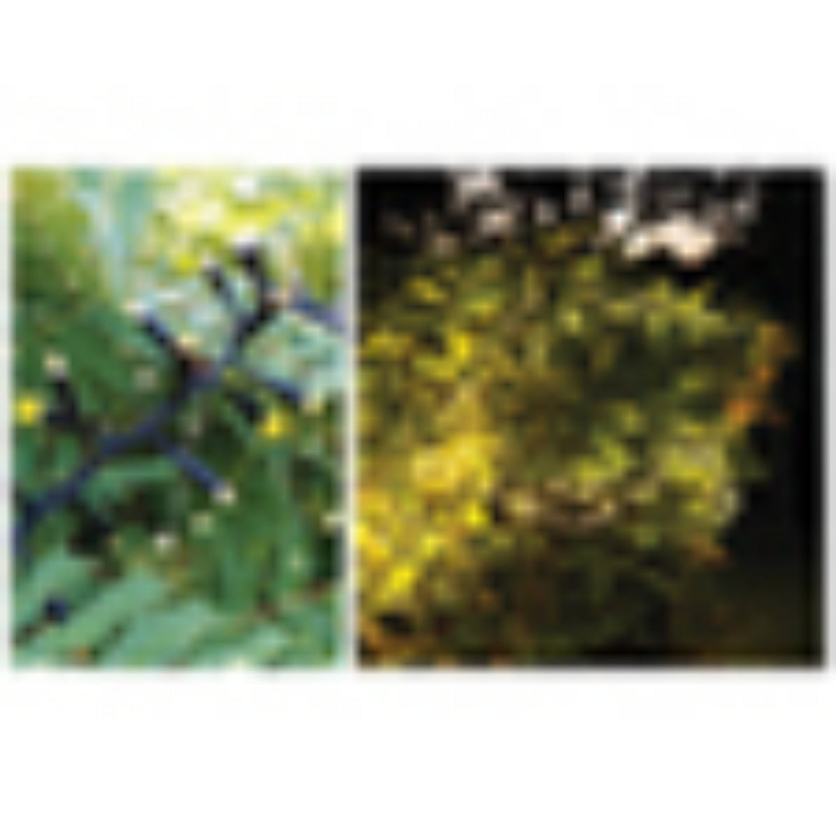 Eagle Connect LED Cluster Lights Black Rubber_Cluster Lights