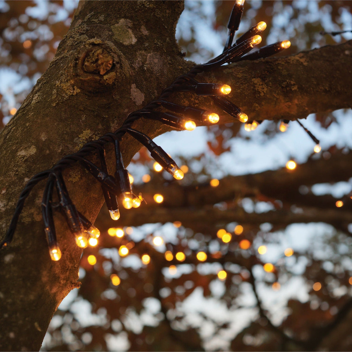 Eagle Connect LED Cluster Lights – Warm Copper & Gold Glow for Indoor and Outdoor Decoration_Christmas Lights
