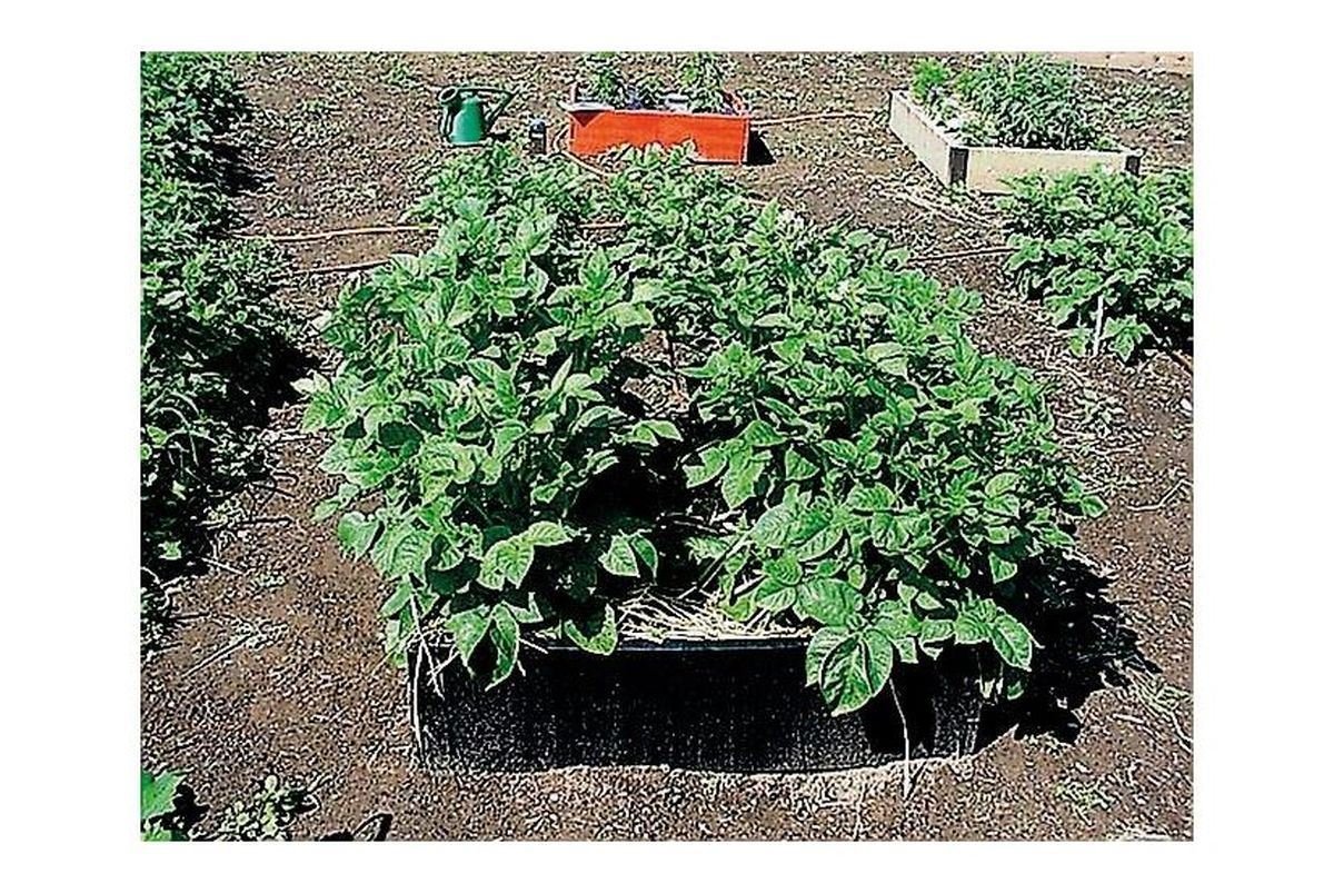 Grow Bed - G94_Raised Beds