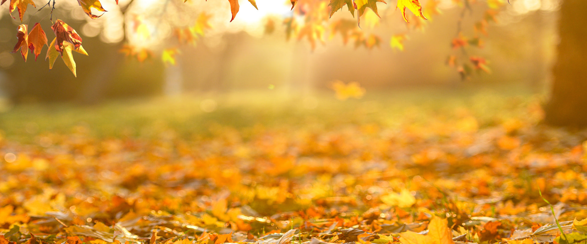 Request Your Free Spring & Summer 2025 Catalogue Now!