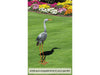 St Helens Home and Garden Metal Heron Garden Ornament 89cm Height_Garden Ornaments