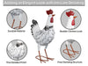 St Helens Home and Garden Metal Chicken Garden Ornament 48cm Height_Garden Ornaments