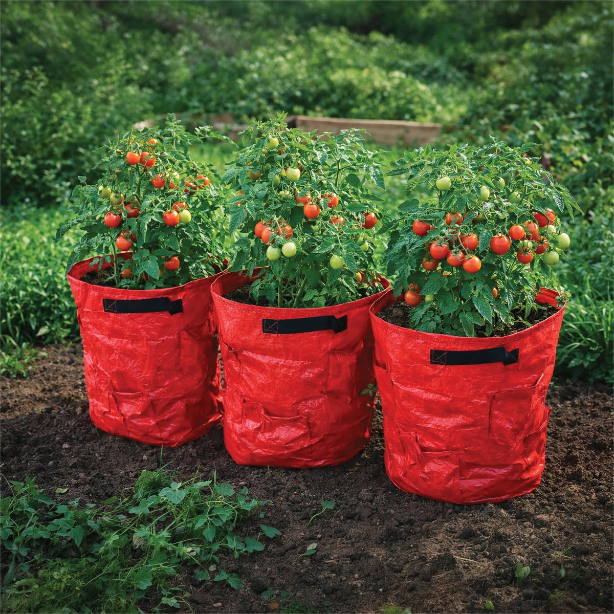 St Helens Home and Garden Tomato Grow Bags - Pack of 3_Grow Bags