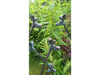 Giraffe Family Sculpture Ornament with an Aged Cast Iron Bronze Finish_Garden Ornaments