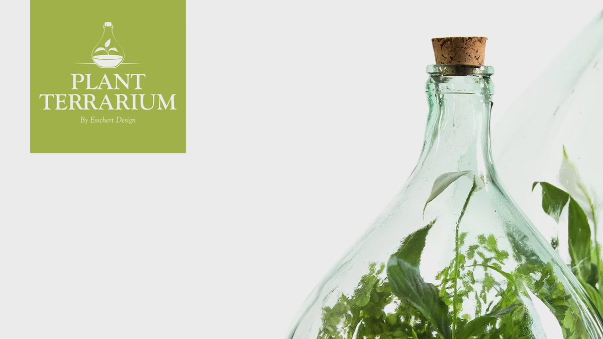 Load video: Closed Bottle Terrarium Kit – 5L DIY Glass Garden Set