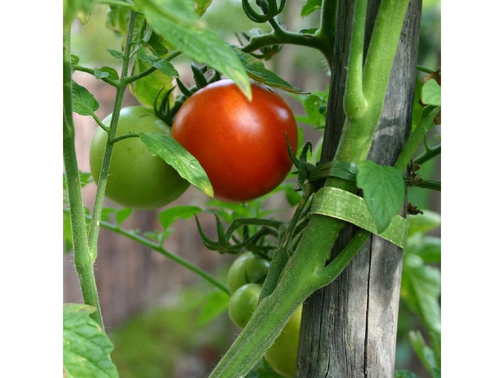VELCRO® Brand ONE - WRAP® Plant Ties Pre - Cut 25pcs - Suitable for Garden Tomatoes Flowers or Vegetables in Raised Beds, 20cm x 1.2cm, Green - Recycled Plastic_Strings & Ties