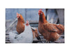 Printed Chickens Mat